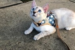 Khaleesi Savannah F-7B snow female DOB  2-11-20