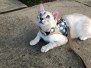 Khaleesi Savannah F-7B snow female DOB  2-11-20