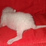 Savannah, F-7B, snow, female, DOB 2-11-20