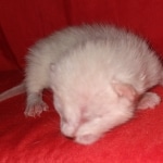 Savannah, F-7B, snow, female, DOB 2-11-20