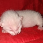 Savannah, F-7B, snow, female, DOB 2-11-20