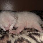 Savannah, F-7B, snow, female, DOB 2-11-20