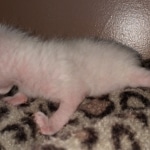 Savannah, F-7B, snow, female, DOB 2-11-20