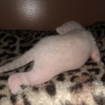 Savannah, F-7B, snow, female, DOB 2-11-20