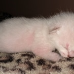 Savannah, F-7B, snow, female, DOB 2-11-20