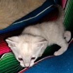 Savannah, F-7B, snow, female, DOB 2-11-20