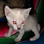 Savannah, F-7B, snow, female, DOB 2-11-20