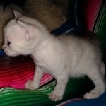 Savannah, F-7B, snow, female, DOB 2-11-20