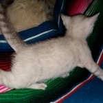 Savannah, F-7B, snow, female, DOB 2-11-20