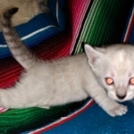 Savannah, F-7B, snow, female, DOB 2-11-20