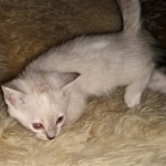 Savannah, F-7B, snow, female, DOB 2-11-20