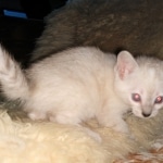 Savannah, F-7B, snow, female, DOB 2-11-20