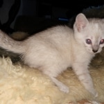 Savannah, F-7B, snow, female, DOB 2-11-20