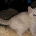 Savannah, F-7B, snow, female, DOB 2-11-20