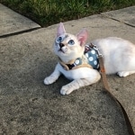 Khaleesi, Savannah, F-7B, snow, female, DOB 2-11-20