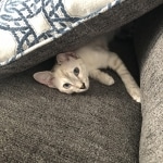 Khaleesi, Savannah, F-7B, snow, female, DOB 2-11-20