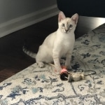 Khaleesi, Savannah, F-7B, snow, female, DOB 2-11-20