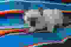 Luci, Savannah F-7B Snow Female DOB 5-30-18