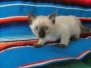 Luci, Savannah F-7B Snow Female DOB 5-30-18