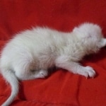 Savannah, F-7B, Snow, Female, DOB 5-30-18