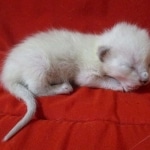 Savannah, F-7B, Snow, Female, DOB 5-30-18