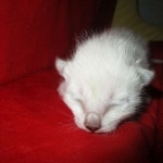 Savannah, F-7B, Snow, Female, DOB 5-30-18