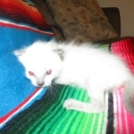 Savannah, F-7B, Snow, Female, DOB 5-30-18