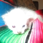 Savannah, F-7B, Snow, Female, DOB 5-30-18