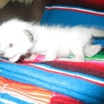 Savannah, F-7B, Snow, Female, DOB 5-30-18