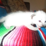 Savannah, F-7B, Snow, Female, DOB 5-30-18