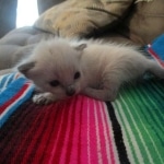 Savannah, F-7B, Snow, Female, DOB 5-30-18