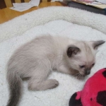 Luci, Savannah, F-7B, Snow, Female, DOB 5-30-18