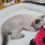 Luci, Savannah, F-7B, Snow, Female, DOB 5-30-18