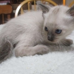 Luci, Savannah, F-7B, Snow, Female, DOB 5-30-18