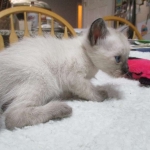 Luci, Savannah, F-7B, Snow, Female, DOB 5-30-18