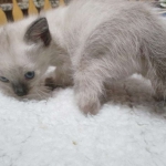 Luci, Savannah, F-7B, Snow, Female, DOB 5-30-18