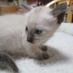 Luci, Savannah, F-7B, Snow, Female, DOB 5-30-18