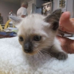 Luci, Savannah, F-7B, Snow, Female, DOB 5-30-18