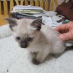 Luci, Savannah, F-7B, Snow, Female, DOB 5-30-18