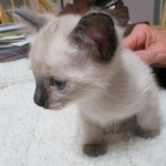 Luci, Savannah, F-7B, Snow, Female, DOB 5-30-18