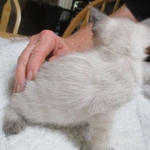 Luci, Savannah, F-7B, Snow, Female, DOB 5-30-18