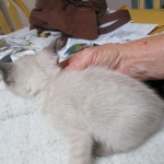 Luci, Savannah, F-7B, Snow, Female, DOB 5-30-18