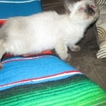 Luci, Savannah, F-7B, Snow, Female, DOB 5-30-18