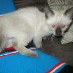 Luci, Savannah, F-7B, Snow, Female, DOB 5-30-18