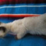 Luci, Savannah, F-7B, Snow, Female, DOB 5-30-18