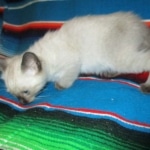 Luci, Savannah, F-7B, Snow, Female, DOB 5-30-18