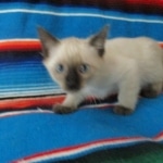 Luci, Savannah, F-7B, Snow, Female, DOB 5-30-18