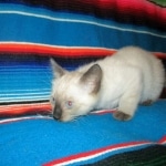 Luci, Savannah, F-7B, Snow, Female, DOB 5-30-18