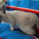 Luci, Savannah, F-7B, Snow, Female, DOB 5-30-18