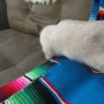 Luci, Savannah, F-7B, Snow, Female, DOB 5-30-18